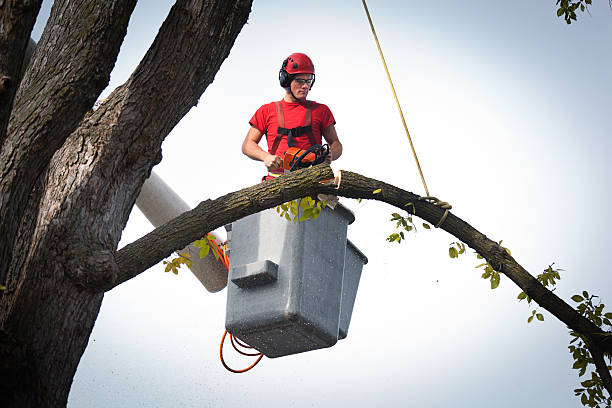 Best Tree Root Removal  in Burlington, WI